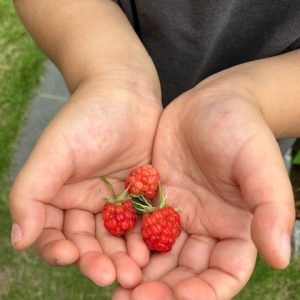 家庭菜園♪